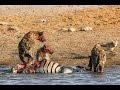 Animal Documentary National Geographic HYENA EATS HORSE More HD 2016