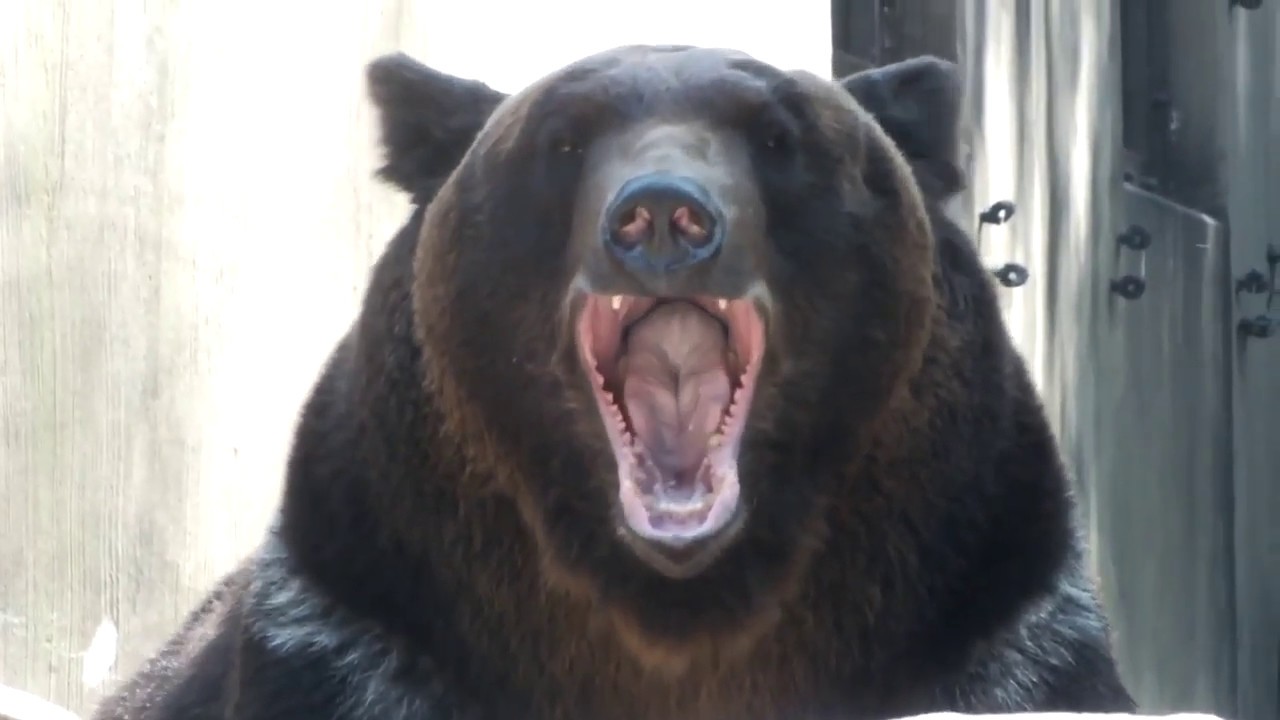 #03. Yawn of cute animals.かわいい動物たちのあくび。