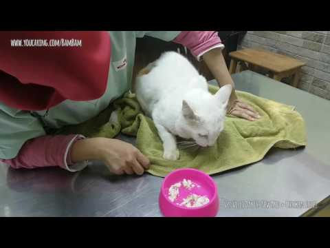 Cat With Jaundice: BamBam's New Med + Chicken Soup!