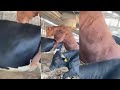 Hf Heifers Mating Brown Angus Bull