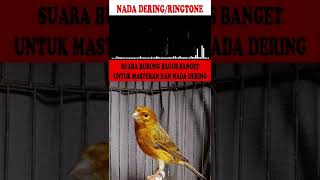 Download lagu NADA DERING|RINGTONE|MASTERAN BURUNG SUARA KICAUAN KENARI GACOR TEMBAKAN KASARAN mp3 Download lagu NADA DERING|RINGTONE|MASTERAN BURUNG SUARA KICAUAN KENARI GACOR TEMBAKAN KASARAN mp3