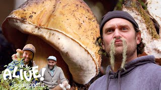 Brad Forages for Porcini Mushrooms | It’s Alive | Bon Appetit