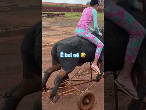 Andando de boi 🐂 🤣! #shortvideo #bois