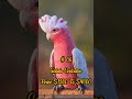 10 Most Expensive Parrot Breed In The World