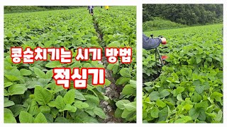 콩 순치기 콩 전용 적심기로 낫으로 콩 순치는 시기 적심시기 [콩재배방법]
