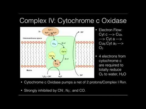 The Electron Transport Chain: Complex IV