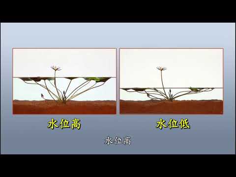 睡蓮 水深