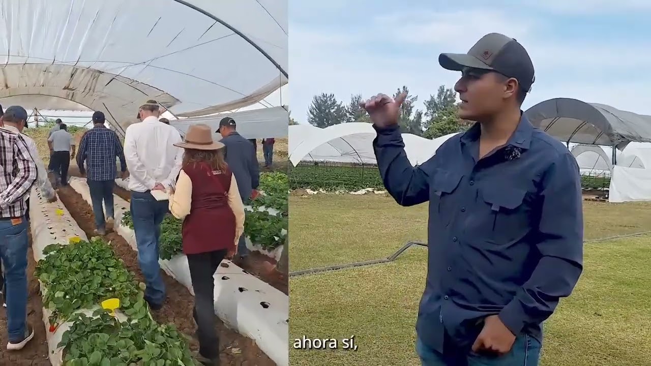 Calidad de exportación en fresas de Michoacán