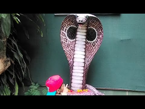 Katraj Zoo Pune,Snake Park
