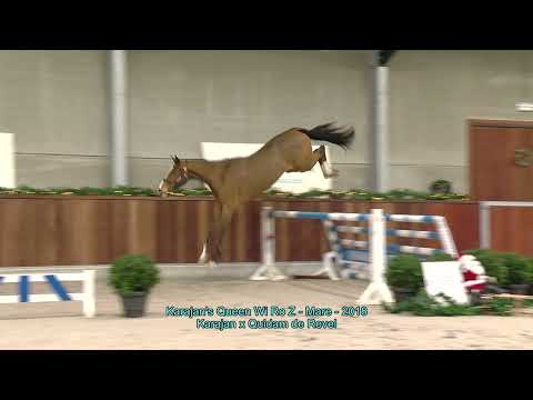 Karajan's Queen Wi Ro Z (Karajan x Quidam de Revel) - Mare - 2018