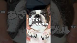 あざとい顔で甘えるフレブル🐶