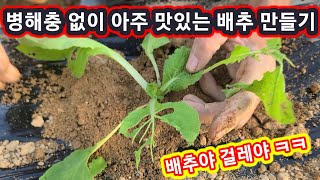 병해충 없이 아주 맛있는 김장배추 심기,만들기~배추심는시기,방법 