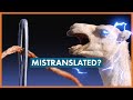 The Camel and Needle: Did Scholars Mistranslate Jesus's Famous Saying?