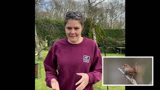 Download lagu Bird Song Identification - Episode 5: Wren mp3 Download lagu Bird Song Identification - Episode 5: Wren mp3