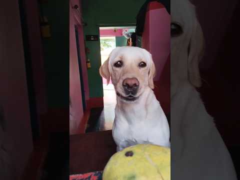 @krishik #viral video #viral video Labrador dog 🐶#viral 🐶 dog.
