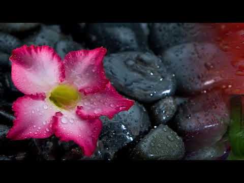 Bàn tay nhỏ dưới mưa - Thanh Hoa