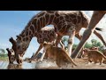 Lion King 2019 I Just Can T Wait To Be King Hungarian