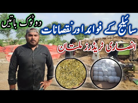Makai Silage Khilany Sy Pely Ye Video Lazmi Daikh Lain | Makai Silage K Faiday or Nuqsanat