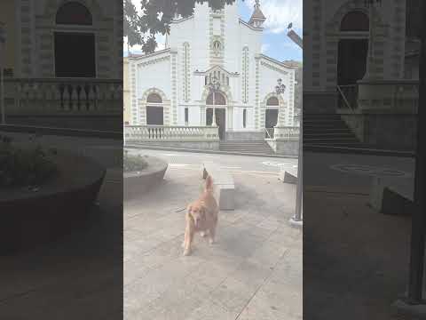 La Reina del suroeste Antioqueño hoy desde Salgar #lunacaritabonita #noalmaltratoanimal🚫