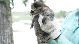 Meeting a Raccoon Kit