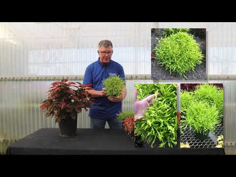 TERRA NOVA® Nurseries, Inc. - Coleus