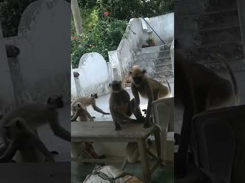 e video matram phone valle #comedy #rap #funny #hiphop #cshor #telugucomedy #trending #telugurapsong