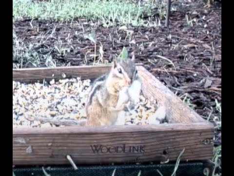 Aggressive Chipmunk Attacks Bites Dove🐿(Feather Mustache) ... Alabama Bird Cam BWHQ