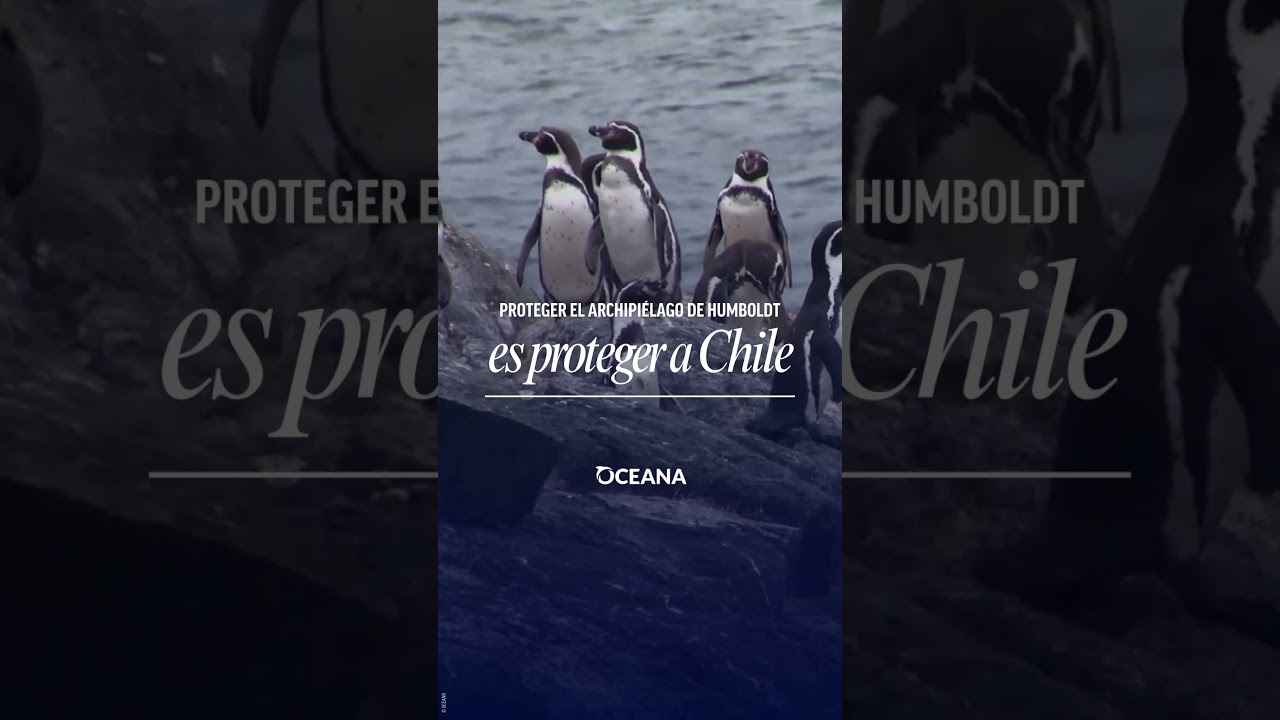 Protejamos el Archipiélago de Humboldt