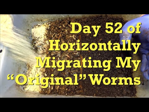 "Original" worm population's horizontal (in-place?) migration at day 52 - vermicompost