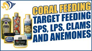 Coral Feeding: Target Feeding SPS, LPS, Clams and Anemones