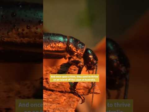 A story of survival #conservation #extinction