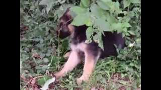 preview picture of video 'Jungle Puppies Loyal German Shepherds'