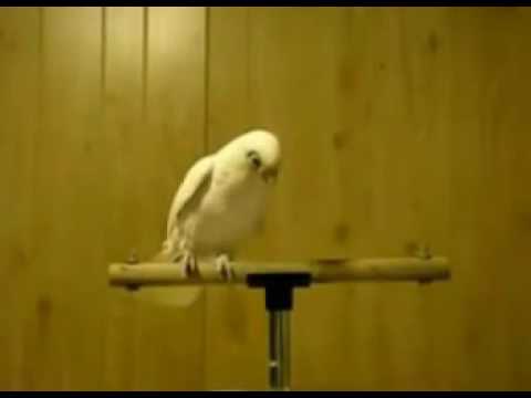 Alemlerin Rabbi Allah...