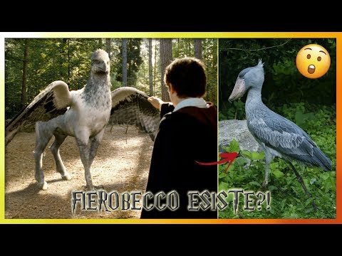 ⚡Esiste l'ippogrifo Fierobecco? Potterhead| Cose che non sai su Harry Potter, curiosità Harry Potter