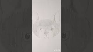 #晒し絵 920日目･･･猫#星街すいせい