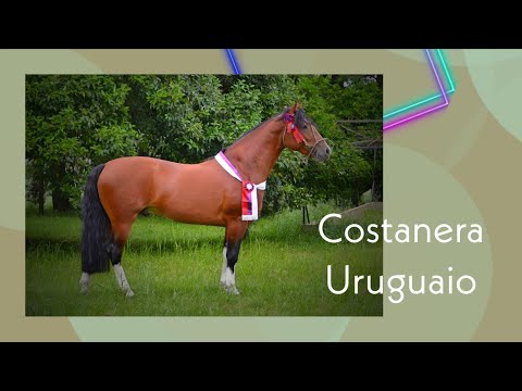 Costanera Uruguaio - news