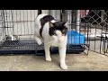 Company Cat That Almost Died Is Healed He Is Set Free From His Cage