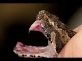 Demostración de como el veneno de una medusa paraliza el corazón de un sapo