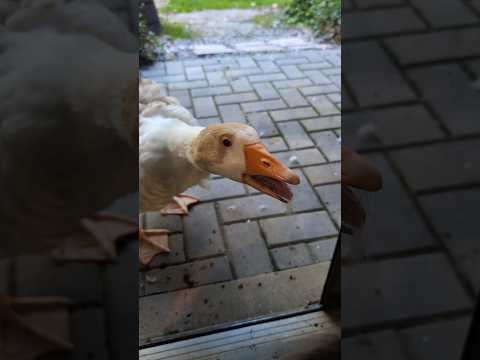 Untitled Goose Game IRL 2