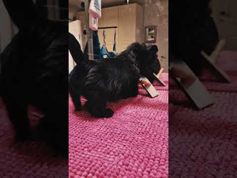 Perros Terrier Escocés en venta