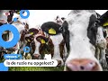 Advies: Zo'n 500 veeboeren moeten snel sluiten