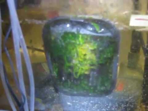 Santa Monica Filtration HOG1 UAS - 10 days growth after cleaning - saltwater with high nutrients