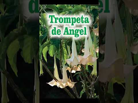 , title : 'trompeta de angel'