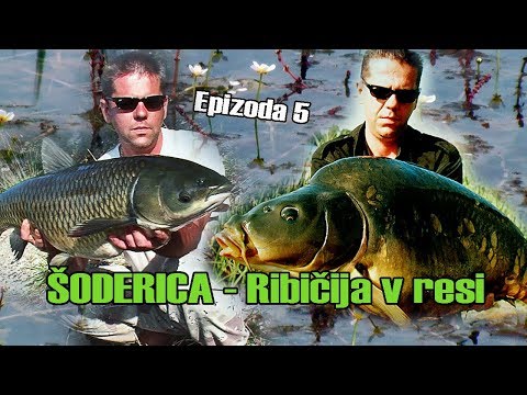 Veliki noćni amur i kapitalni šaran / Šoderica - Ribičija v resi E-5/6 / VSP Igor Pavičić