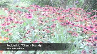 Rudbeckia 'Cherry Brandy'
