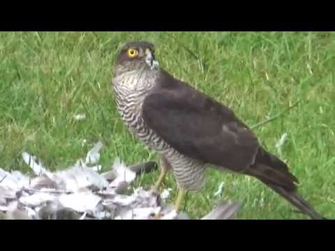 The Sparrow Hawk That Came For Breakfast