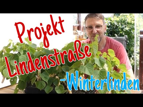 Winterlinden und Feldulmen -Sommerschnitt Pre-Bonsai 2023/23