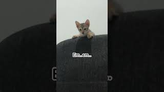 Download lagu I do not have #helpmemakethismakesense #butifyoucloseyoureyes #funny #cat #suncats mp3