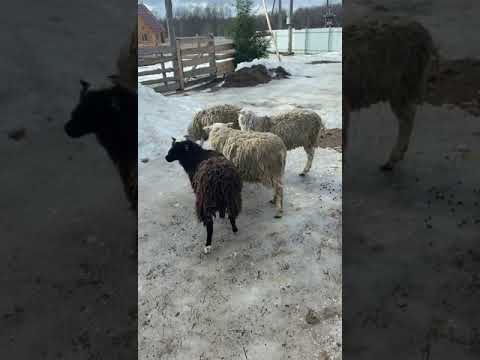 , title : 'Бараны для продажи, КФХ Валдай. Wonderful sheep breeds of Finnish landrace (Finnsheep), Valdai farm'