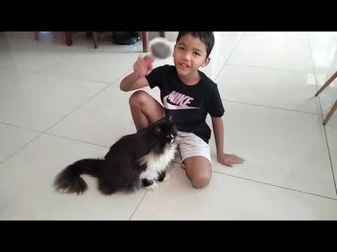 COMBING CAT'S FUR WITH AZIZ